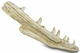 Mosasaur (Prognathodon) Jaw with Seven Teeth - Morocco #276003-5